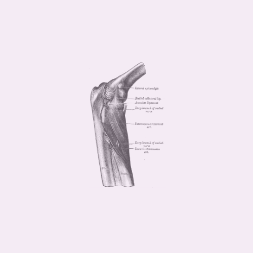 Folge 12: Unterarmmuskulatur IV (radialisgruppe)