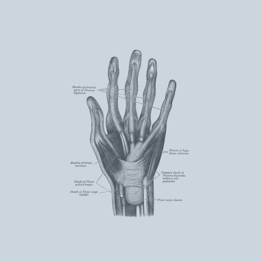 Folge 16: Muskeln der Hand III (Mittelhand)