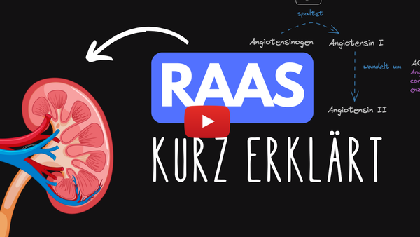 Renin-Angiotensin-Aldosteron-System (RAAS) Kurz erklärt