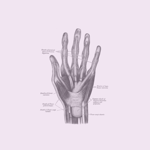 Folge 14: Muskeln der Hand I (Thenar)