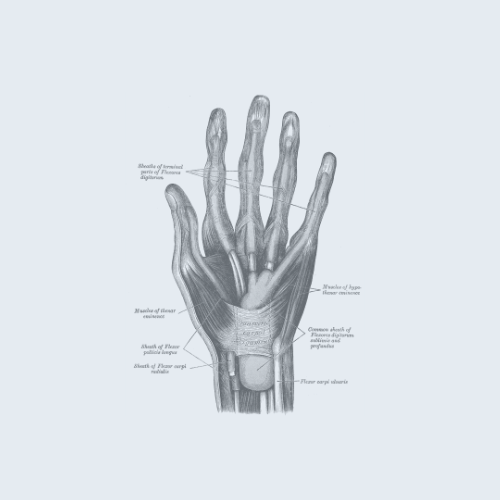 Folge 15: Muskeln der Hand II (Hypothenar)