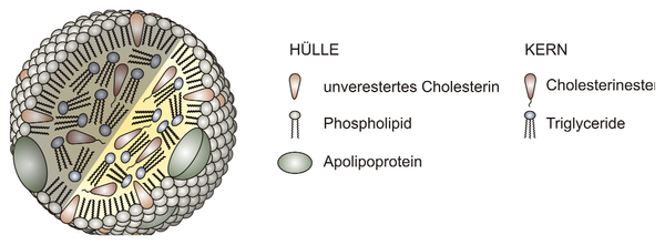 Lipoproteine